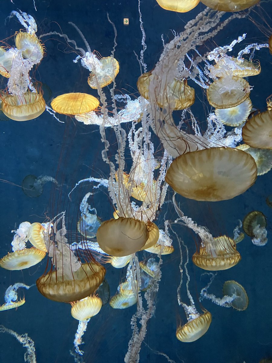 星のキーウィ/プリミディア tweet media