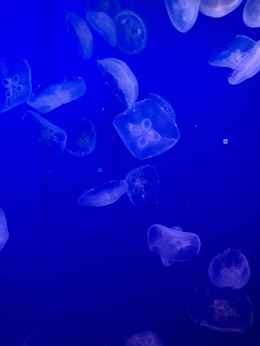 星のキーウィ/プリミディア tweet media