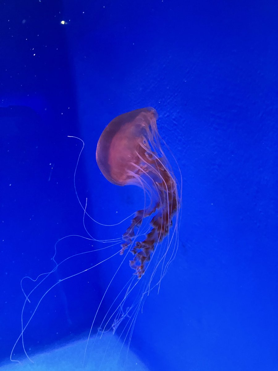 星のキーウィ/プリミディア tweet media