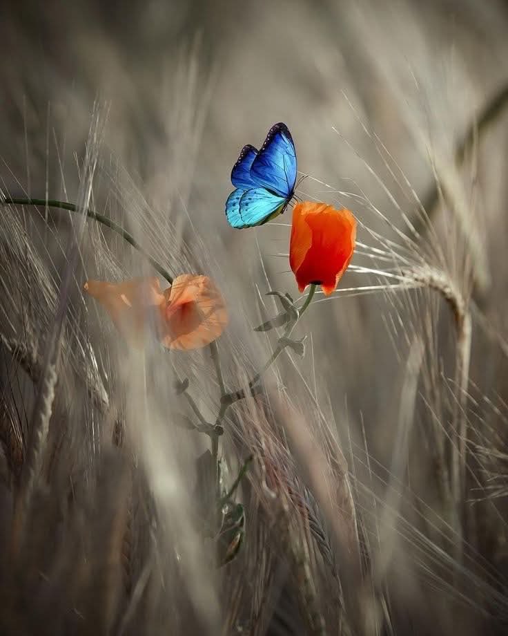 _mirror_image_'s tweet image. Semplicemente ✨✨✨