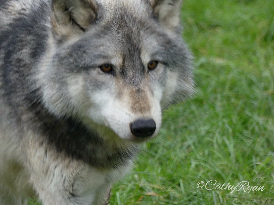 #SundayStills ~ Celebrating World #Animal Day #Nature #Photography 

betweenthelinesbookblog.com/2025/10/05/sun… via <a href="/CathyRy/">CathyRyan</a>