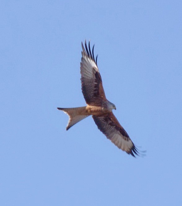 ¡Han llegado los milanos reales (Milvus milvus)! Una alegría porque aquí solo disfruto de sus piruetas en vuelo durante la invernada. Por mis cuentas, este año han sido un poco más tempraneros que de costumbre.