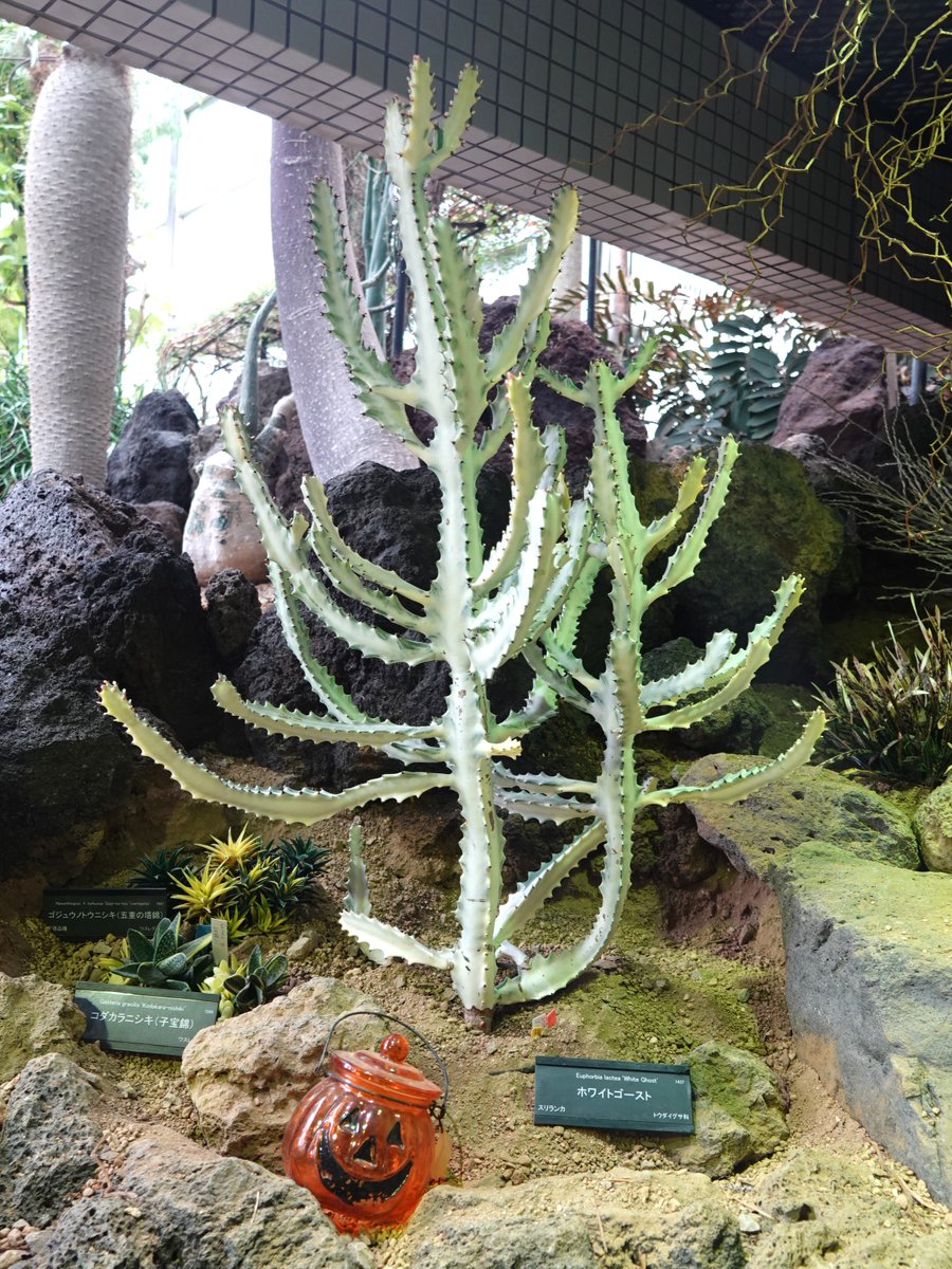 ３連休セール！超希少ユーフォルビア、werneri delphinense 3連休セール！超希少ユーフォルビア、werneri delphinense 超希少