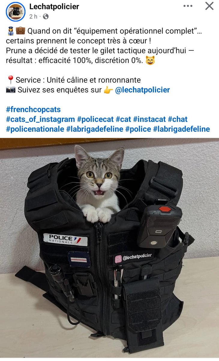 Loovenelle's tweet photo. 📍Service : Unité câline et ronronnante
📸 Suivez ses enquêtes sur 👉 @lechatpolicier
#frenchcopcats
#cats_of_instagram #policecat #cat #instacat #chat #policenationale #labrigadefeline #police #labrigadefeline https://t.co/g6z0gbF9qO
