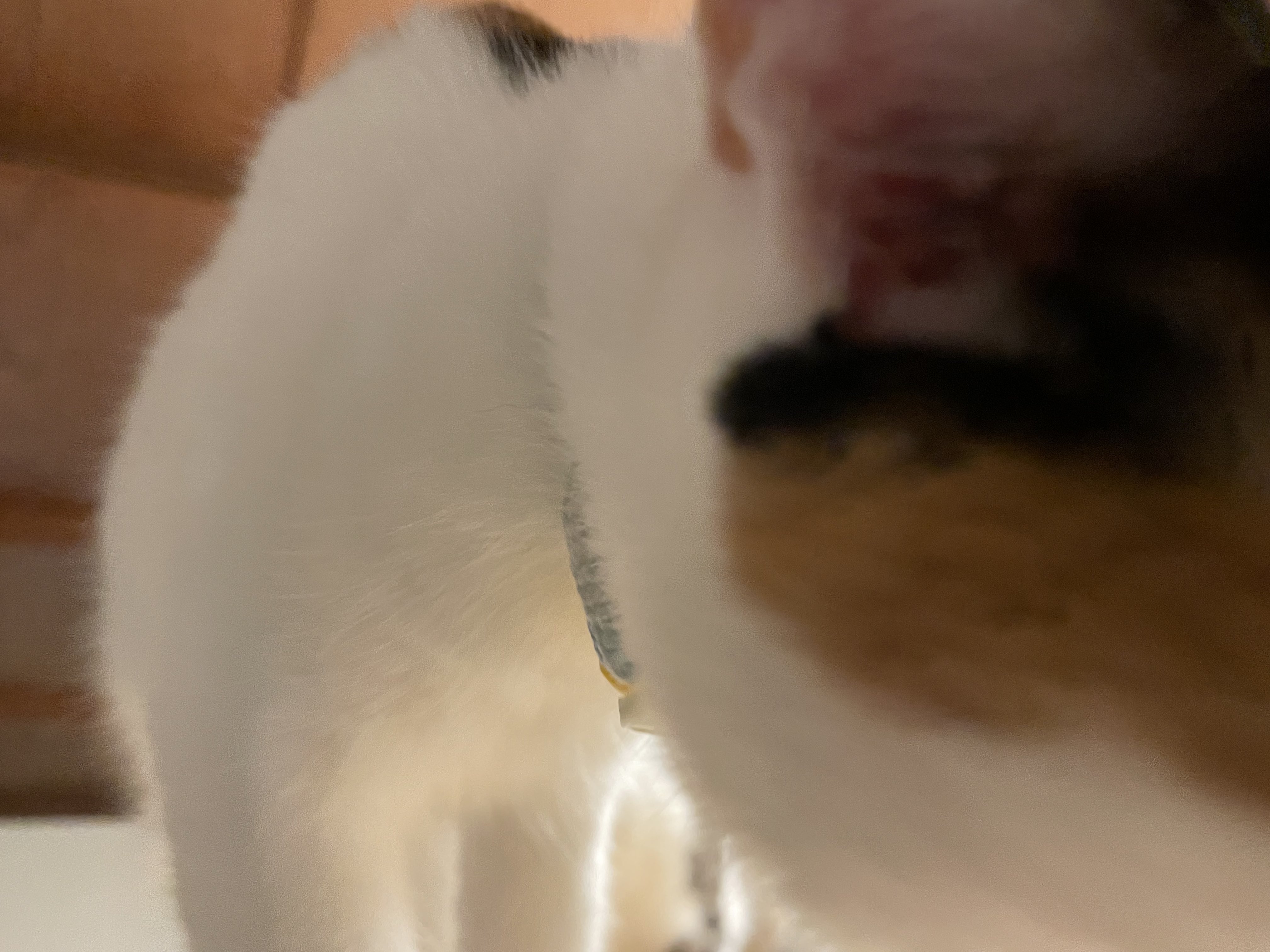 猫チキ！ Amazon.co.jp: Z/X ゼクス 精励するネコ騎士ターキッシュ