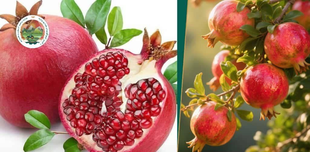 کندهار د کرنې ریاست:

سږکال به په دې ولایت کې شاوخوا ۲۷۴ زره ټنه انار تولید شي.

چارواکي زیاتوي، د بڼونو د څارنې، مشورو او درملنې له امله د حاصلاتو کیفیت د پام وړ لوړ شوی چې د ارغنداب او ارغستان انار د خپل ځانګړي خوند او لوړ کیفیت له امله په نړۍوالو بازارونو کې ځانګړی نوم لري.