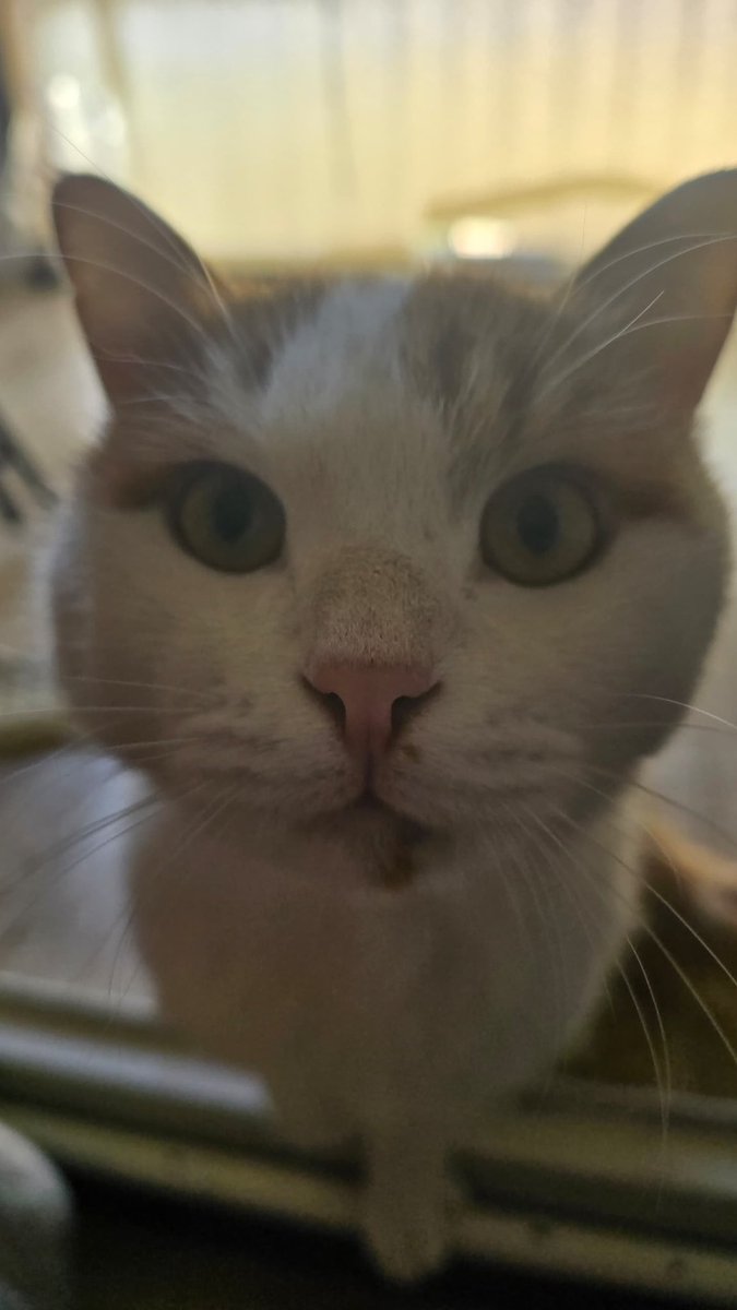 بچه ها کسی توی شیراز، خوشگل ترین ، ناناز ترین بغلی ترین ، مهربون ترین ، ملوس ترین گربه دنیا رو نمیخواد؟ 
من سه تا گربه دارم خودم ولی این یکی خیلی استثناییه🥹🥹❤️