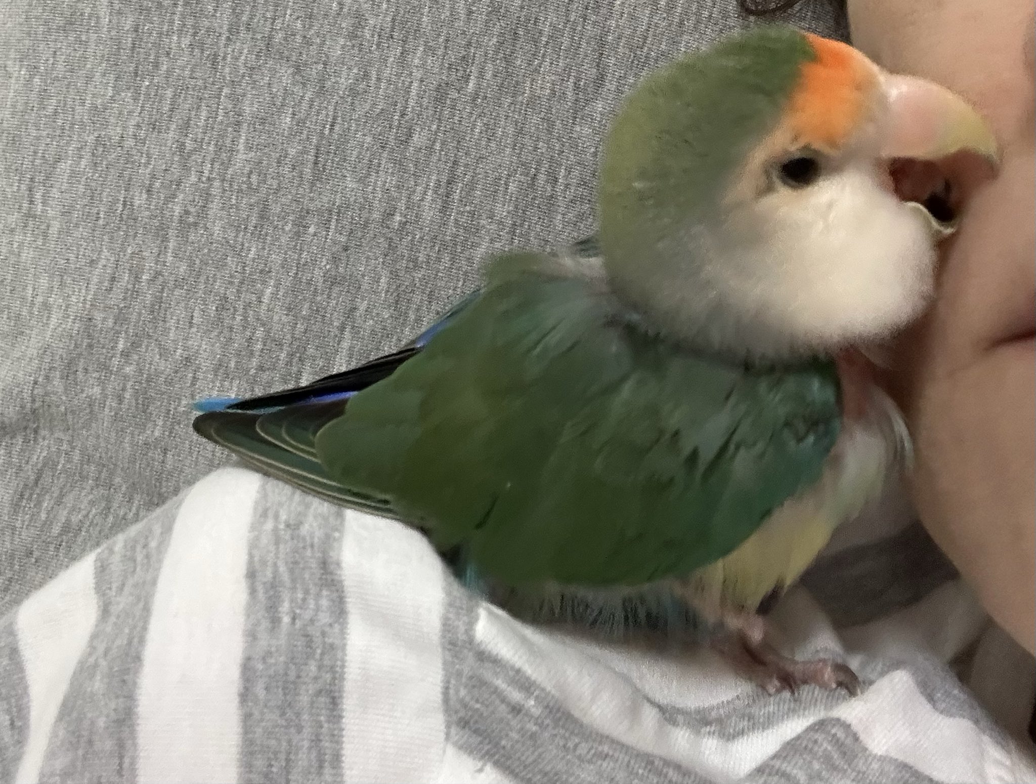 コザクラインコ　剥製 コザクラインコ | インコ・オウム | 鳥類 | 剥製の製作・直売