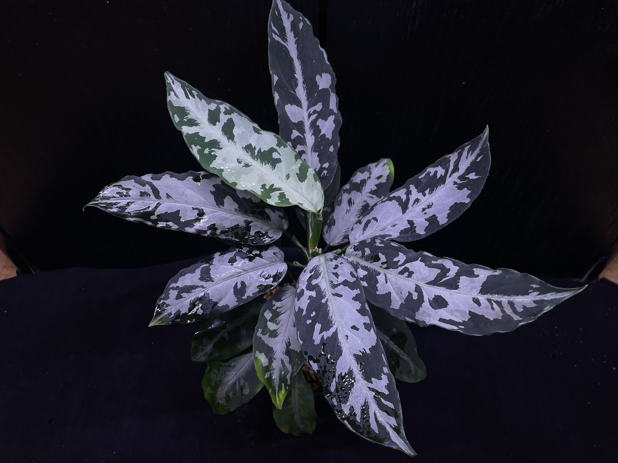Aglaonema pictum しるばーらいん　LA便 LA便 Aglaonema pictum “しるば〜らいん” Aceh sumatera 【LA0819-01b