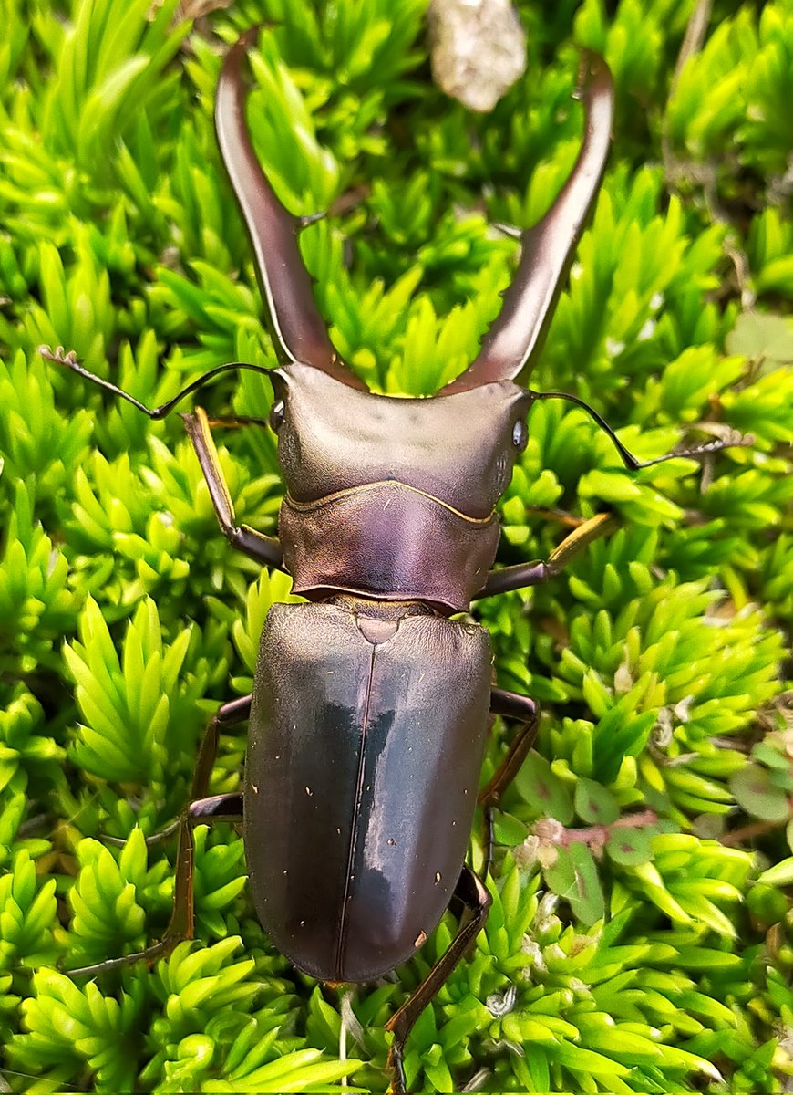 y_insect22's tweet photo. ペレメタ
こんなのいます。他にもたくさん。
もちろん無加工。トリミングのみ。
次の世代はもっとよくなるだろう。
#ペレメタ
#Y's insect correction
#クワガタ虫
#カブト虫
#NetShop
#beetle
#stag beetle https://t.co/bOm7SCKpKL