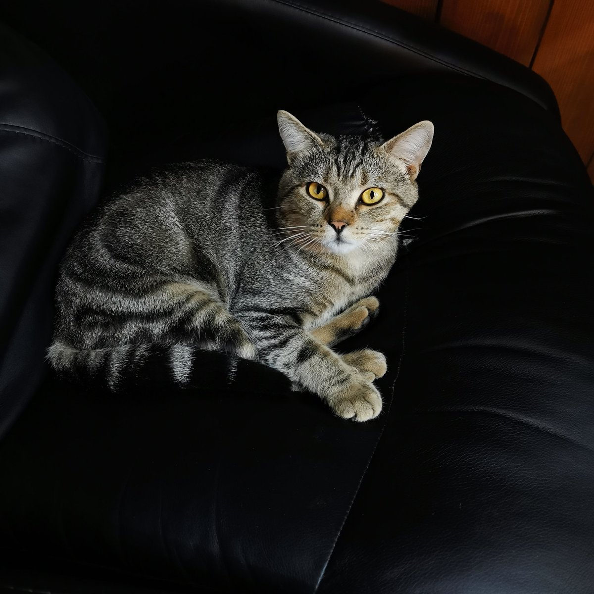 Кота отказались брать даже на передержку(
РОСТОВ-НА-ДОНУ, максимальный репост!
Помогите найти коту дом 🥺
Западный, район плазы