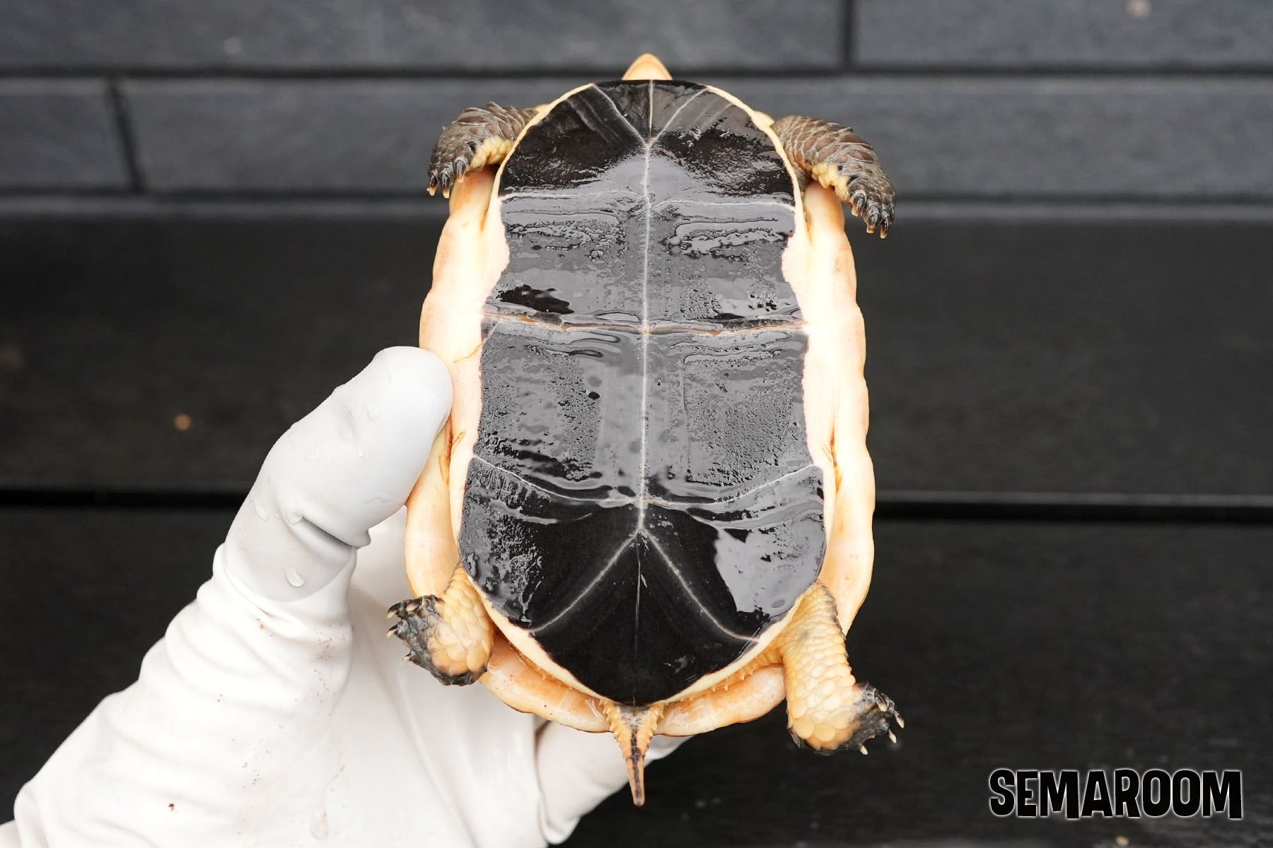 SEMAROOM（セマルーム） on X: 