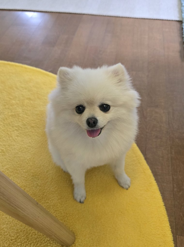 pearly___puff's tweet photo. 고기굽는줄알고 구경오심
부침개인데요 https://t.co/0U1qdX3mcS