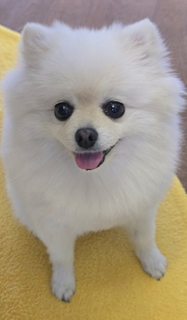 pearly___puff's tweet photo. 고기굽는줄알고 구경오심
부침개인데요 https://t.co/0U1qdX3mcS