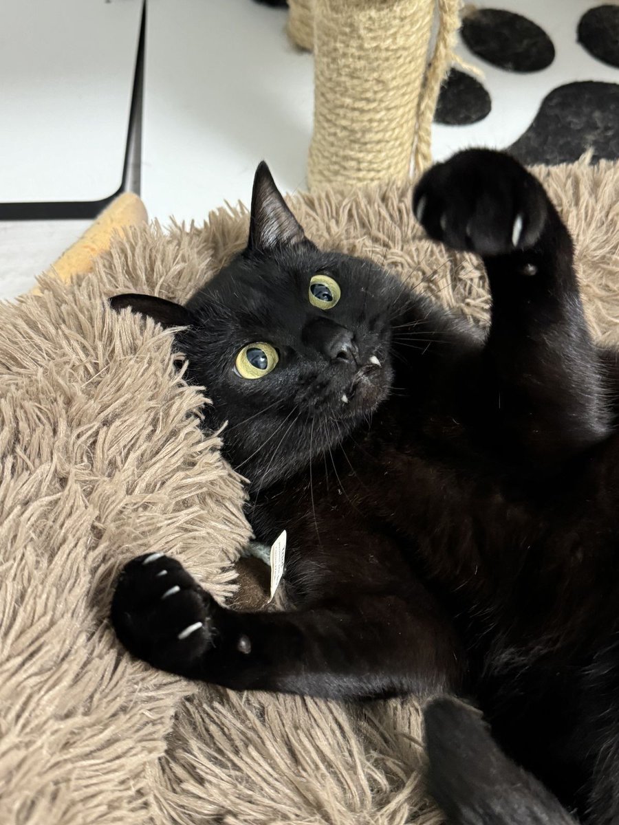 Black cats are not bad luck (@visualscat) on Twitter photo 