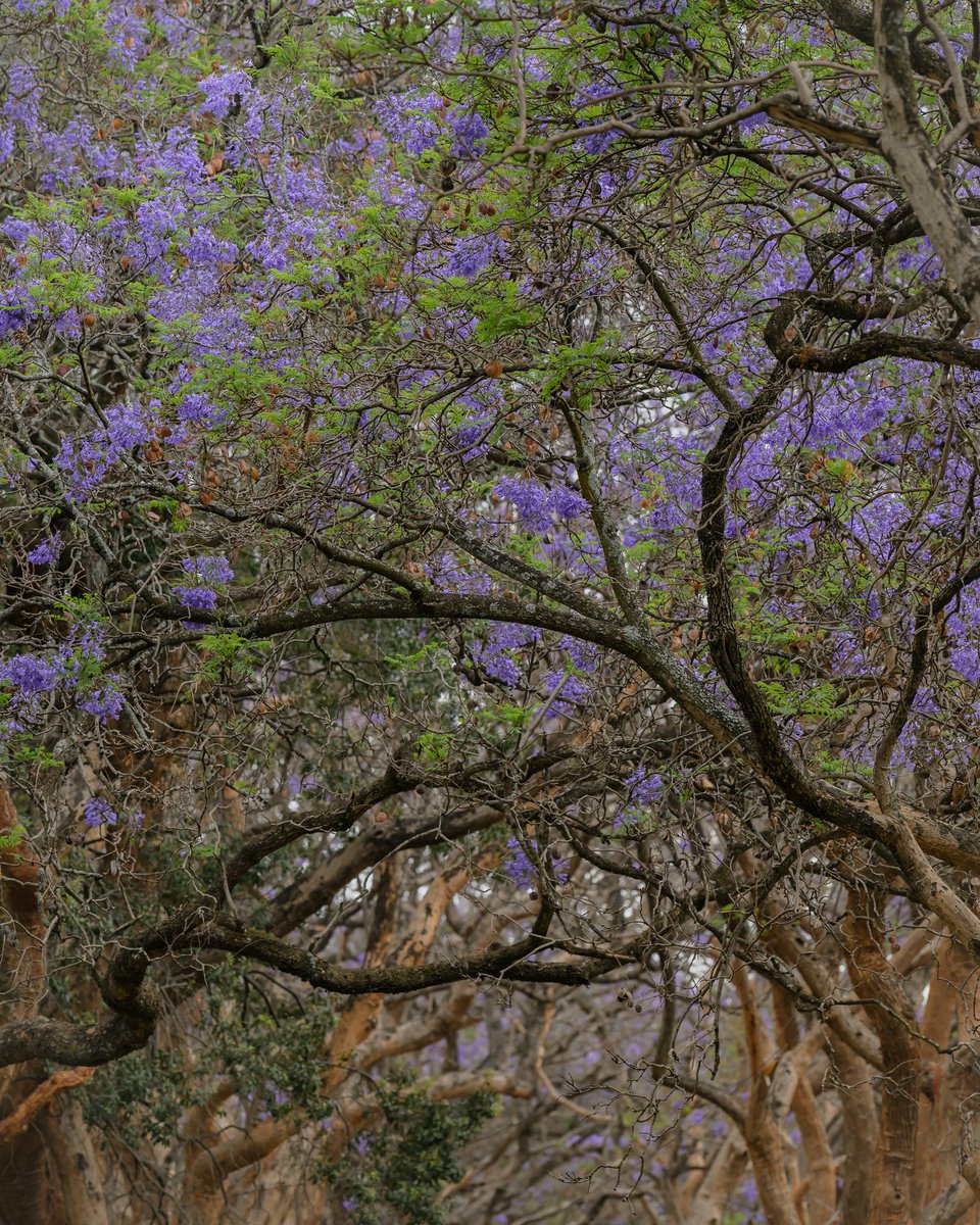 Jacaranda Season 2025