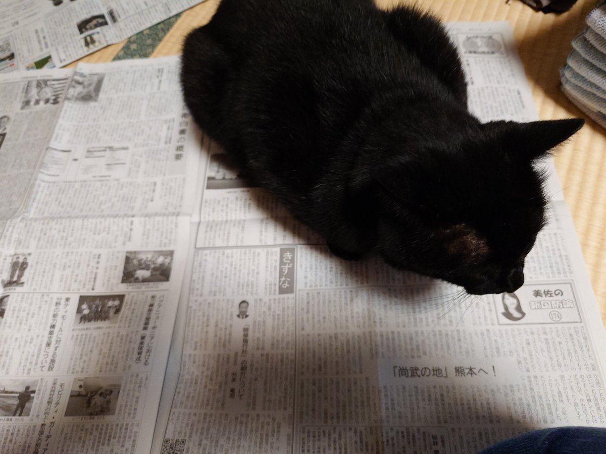 JRkyonline's tweet photo. 猫って、新聞読む時新聞紙に乗ってくるんだよ。猫と暮らしたことのある人なら、体験したことあるはずmiz. https://t.co/c9ILconrwu