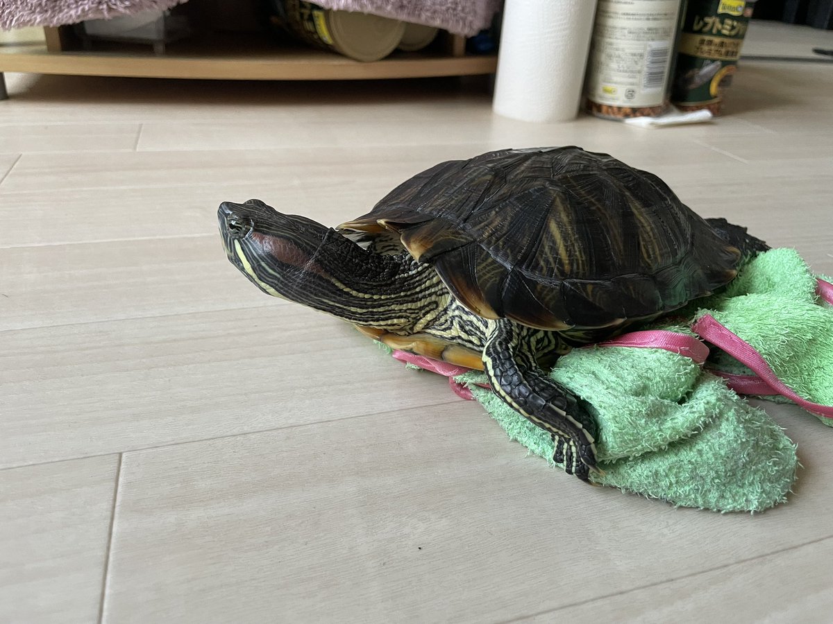 luna999888's tweet image. 部屋んぽ😊🐢🐢🐢🎶
＃ミドリガメ
＃爬虫類
