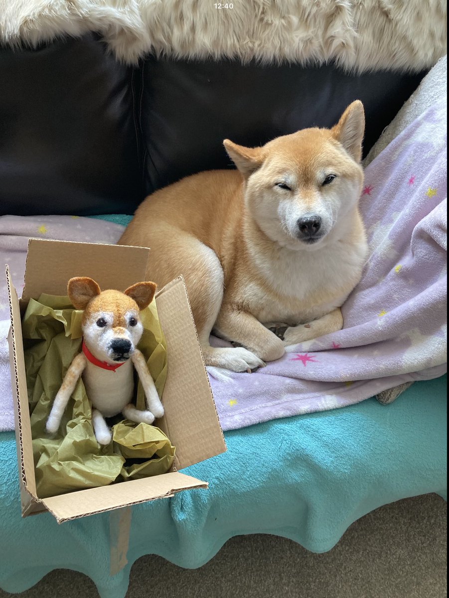 StephCowburn's tweet photo. I make models of your cats and dogs so if you’d like a teddy bear version or a more realistic model of your dog please message me. They make great gifts xx #sundayvibes #dogsofX #DogLovers #HandMade #CraftbizParty https://t.co/zxIeBKzjHS