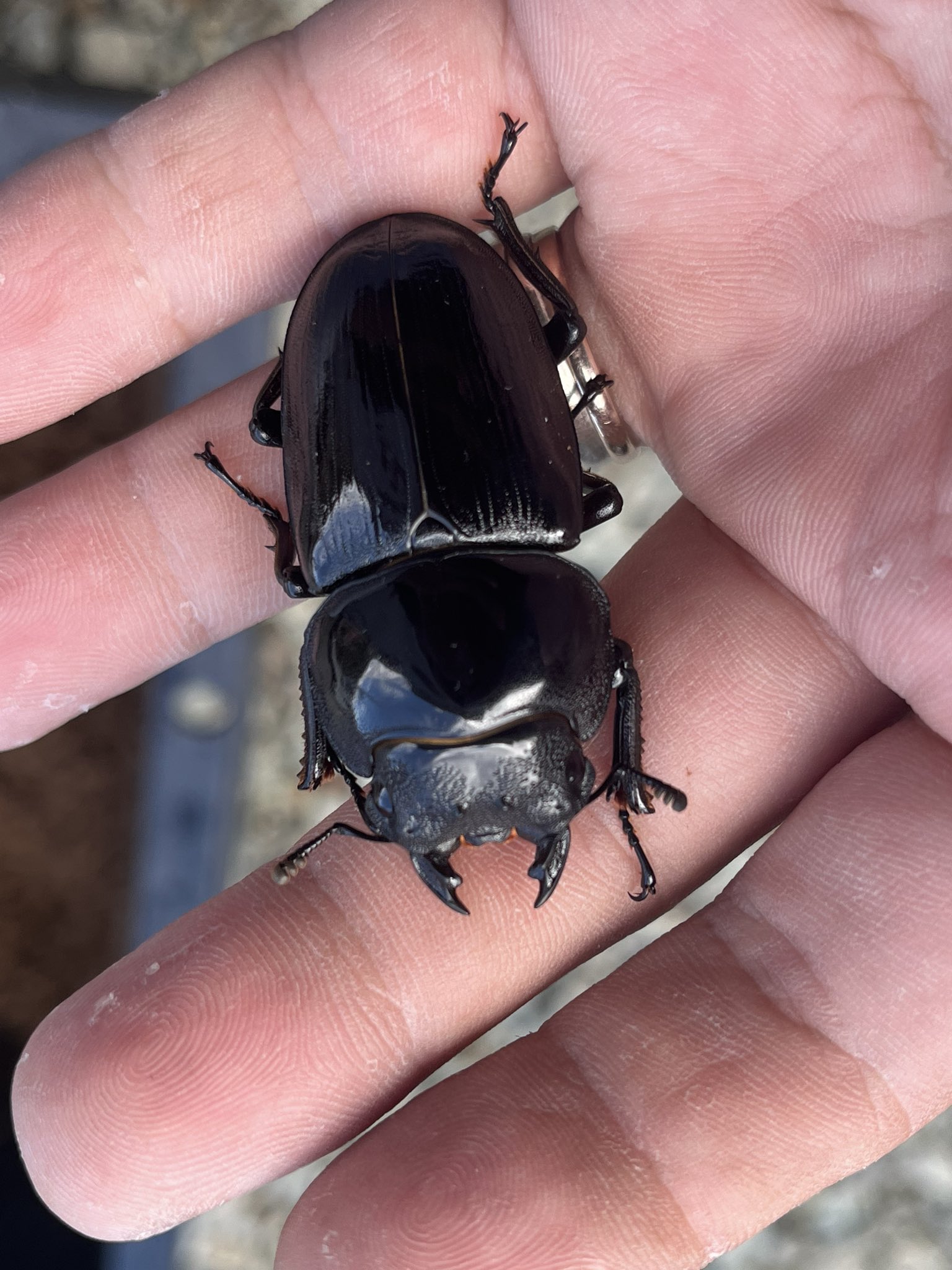 ぽむページ ぽむ☘️ (@pomu_15_31) / X