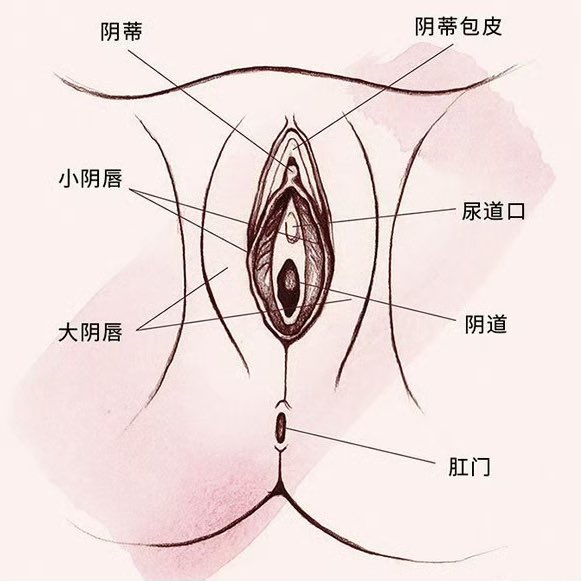 Nikifannizi's tweet photo. @Sexytoxiaoshu 插阴道，懂了吗？ https://t.co/EaW01iYrB2