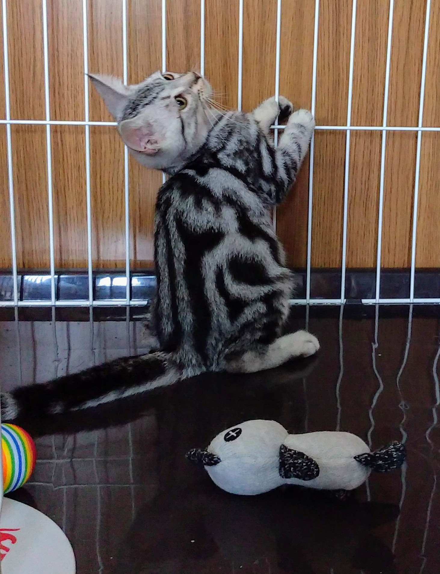 シャン🐱🐾 on X: 