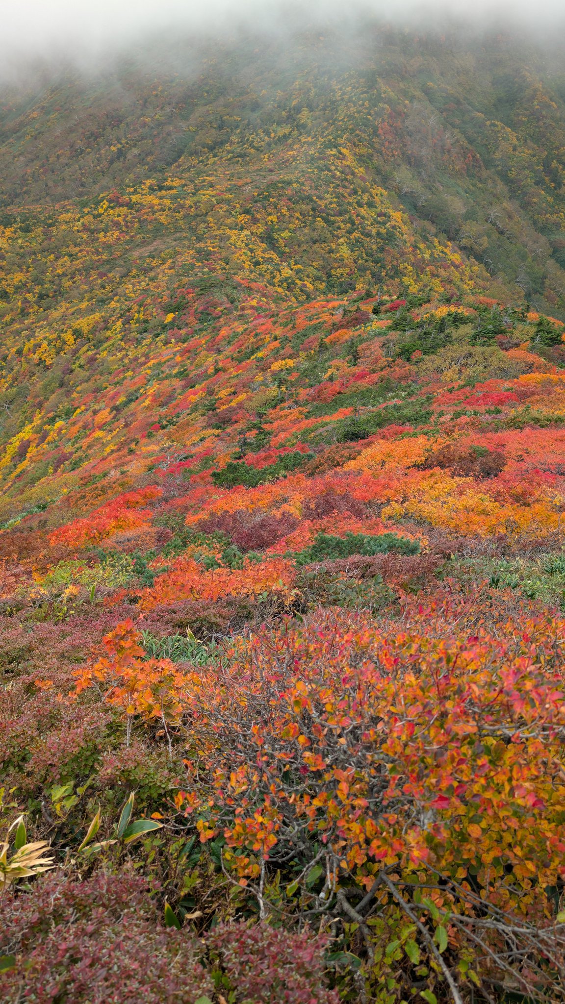 【未開封】丸久小山園 「青嵐」＋山政小山園「小倉山・先陣の昔」　4点セット 4月20日（日） 小倉駅で行われる特急ソニック30周年記念出発式に
