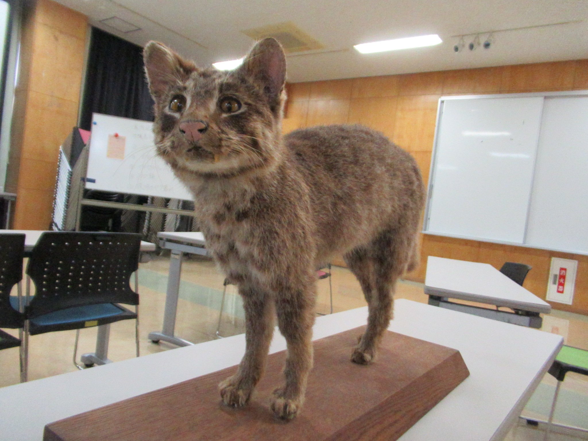 イリオモテヤマネコ - Search / X