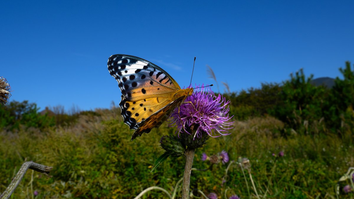 KUDO Seiya (@ze_ph) / Posts / X