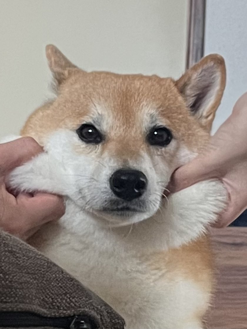 お客さんにここには何が入っているのかと問われている犬