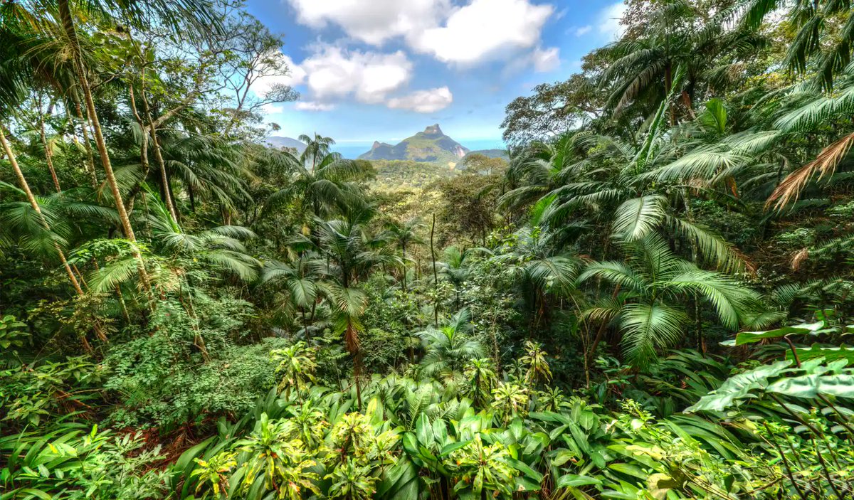 Planting trees is the new superhero gig – reforestation could soak up 205 gigatons of CO2, turning Earth into a greener, cooler planet one sapling at a time!