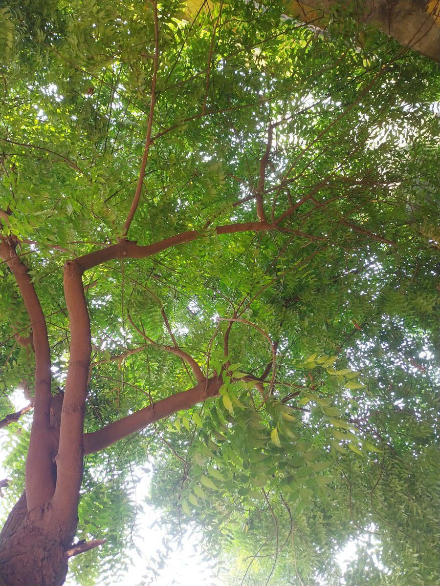 एक दफा मैंने जो तेरे इश्क का नीम चख लिया कहते हैं इसके बाद कोई दवा काम नहीं करती ।