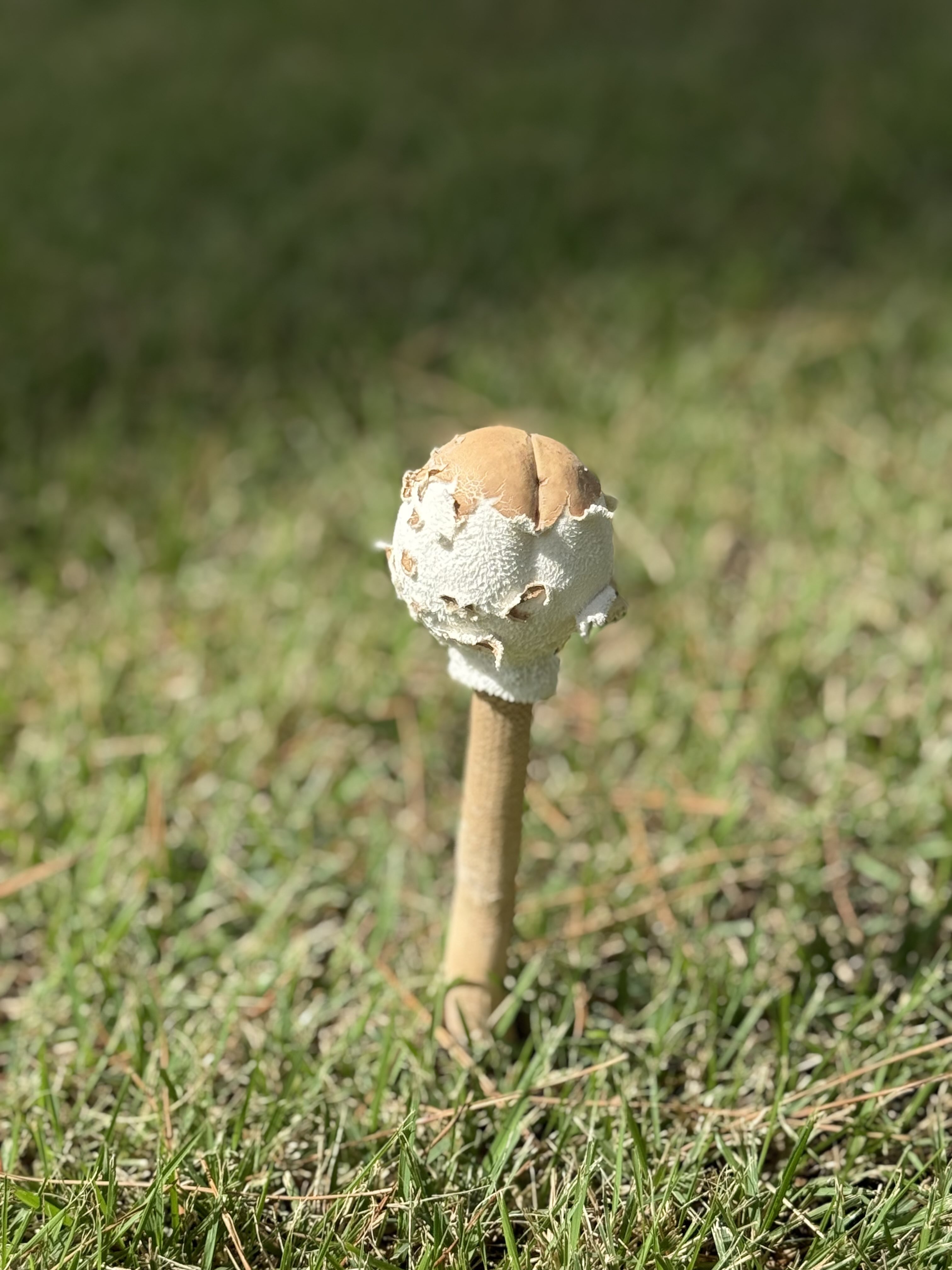 きのこ 春のきのこアミガサタケin高尾 - 神奈川県相模原 動画映像制作と