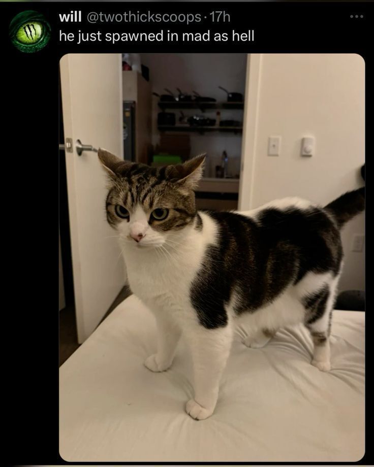 Posts Of Cats tweet media