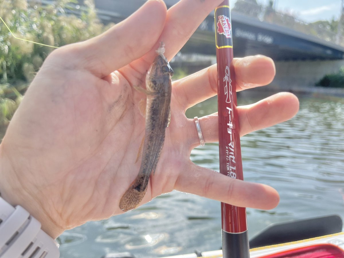 ⭐︎ヤマ⭐︎ 石山はむイチ(FV1&2勢) on X