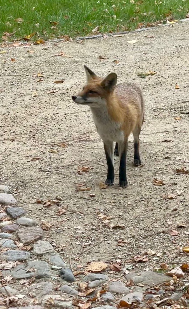 RLSS UK Warwickshire tweet media