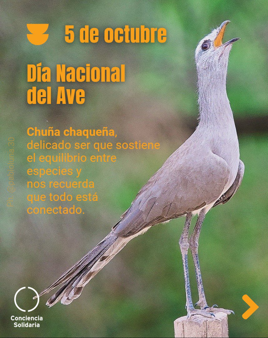 🗓5 de octubre
🐣Día Nacional del Ave

<a href="/ConSol_ONG/">Conciencia Solidaria ONG</a>
#ConcienciaSolidariaONG

#DíaNacionalDelAve #NoAlDesmonte #Chaco #DefendamosElMonte #Argentina #ConcienciaSolidaria #JusticiaSocioAmbiental #SomosMonte #SomosMonteChaco

PH: Pablo Luna
¡Muchas gracias, Pablo!