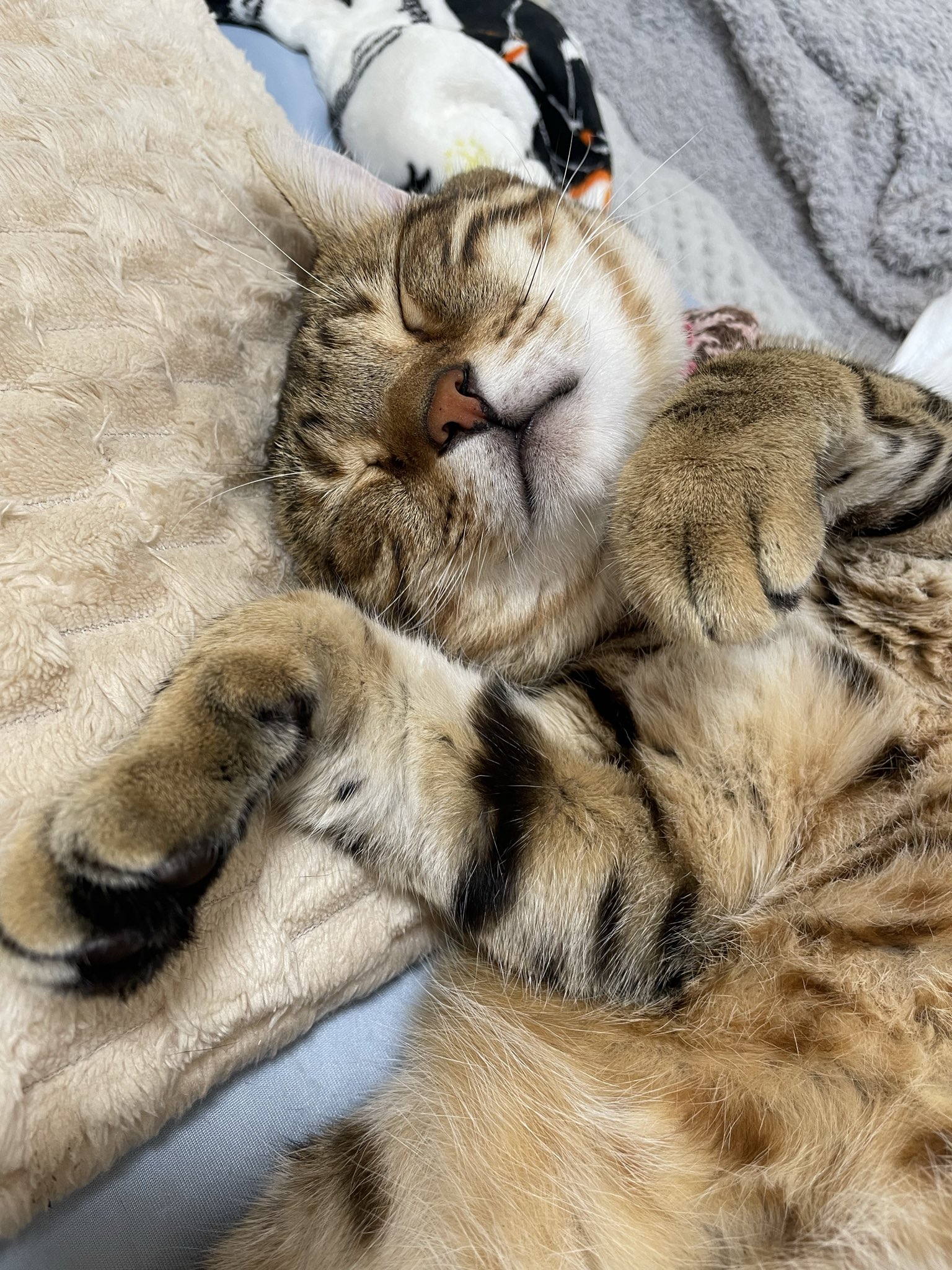 かぼちゃねこ様へ maxresdefault.jpg