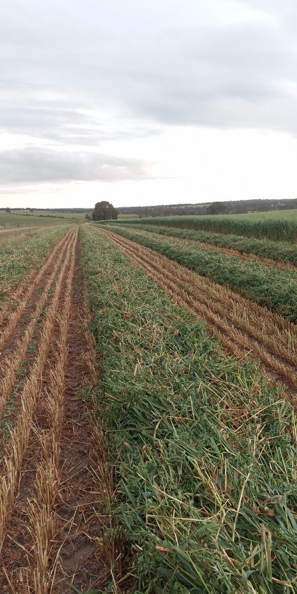 Doing my bit for the 🌧️