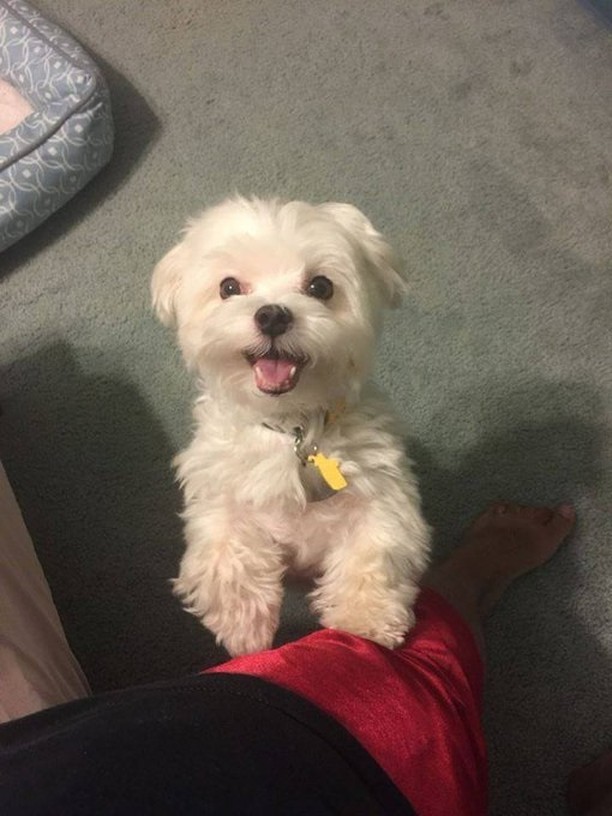 "Went to the shelter to get a puppy, instead I came home with 7-year-old Tofu" ❤️