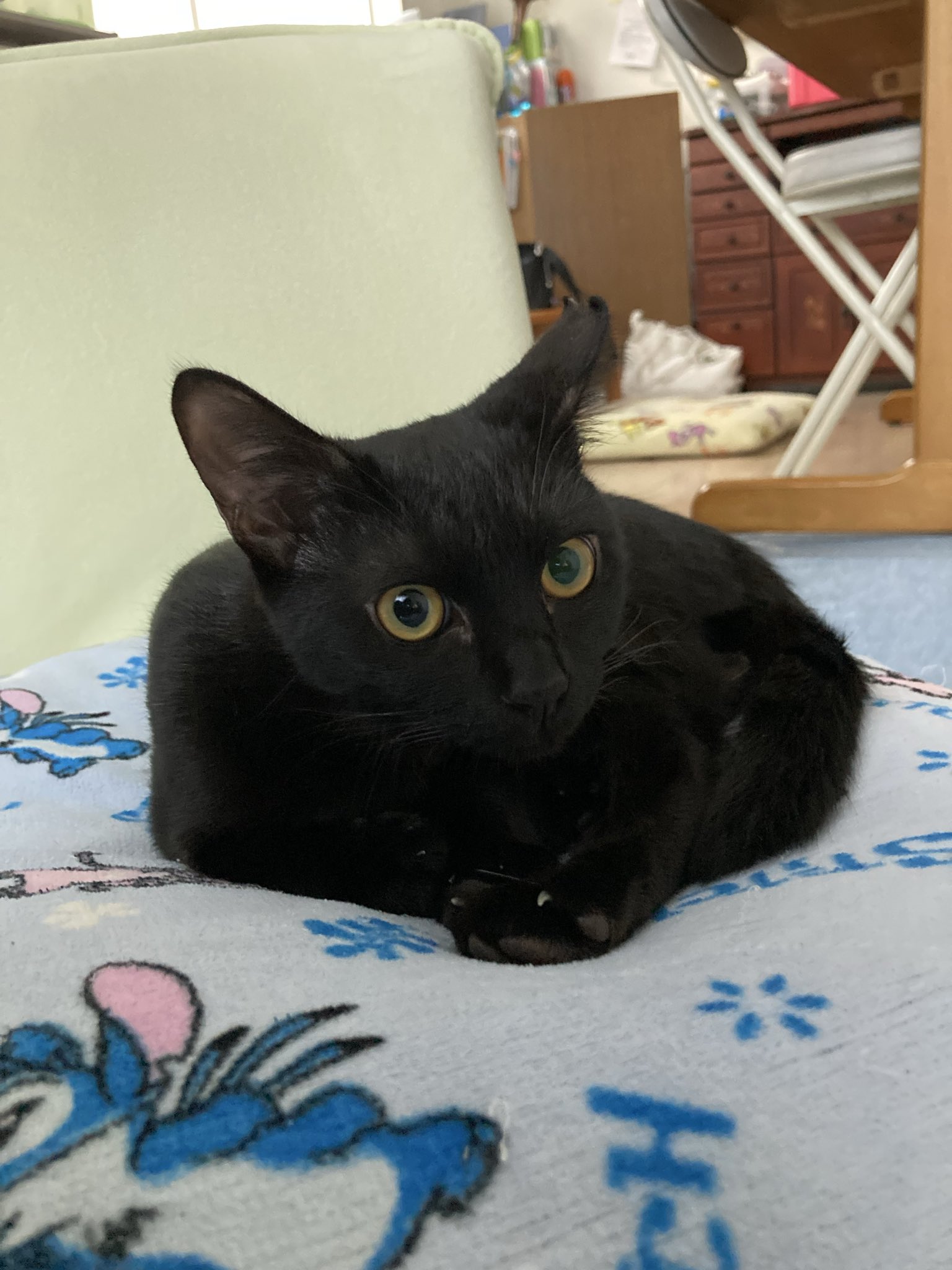 萌猫 可爱小猫咪萌宠头像猫猫头像