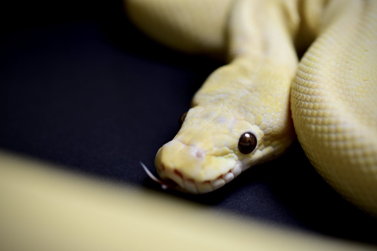 na___Python's tweet image. この子に合う♂を探しにボールミーティングへ!
"運命の出会い"はおあずけだったけど
モンスーンクラウン見れたから満足度120%🤯🤯
やっぱイベントって楽しいな〜🐍