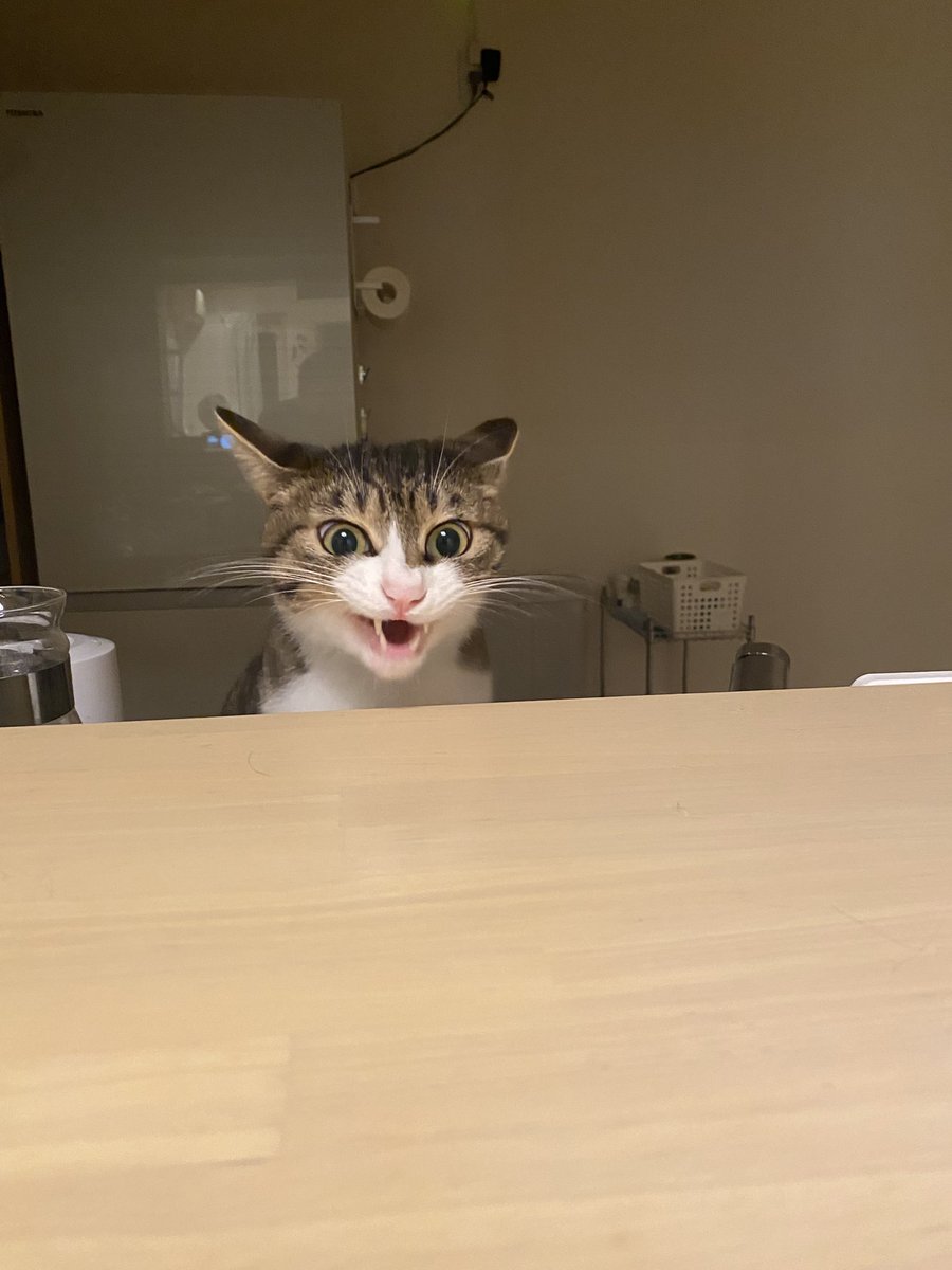 どこにいるか分かりますかご主人？
ここでした😼
＃隠れてるつもりの猫　＃猫好きさんと繋がりたい  ＃猫のかくれんぼ　＃猫のいる暮らし