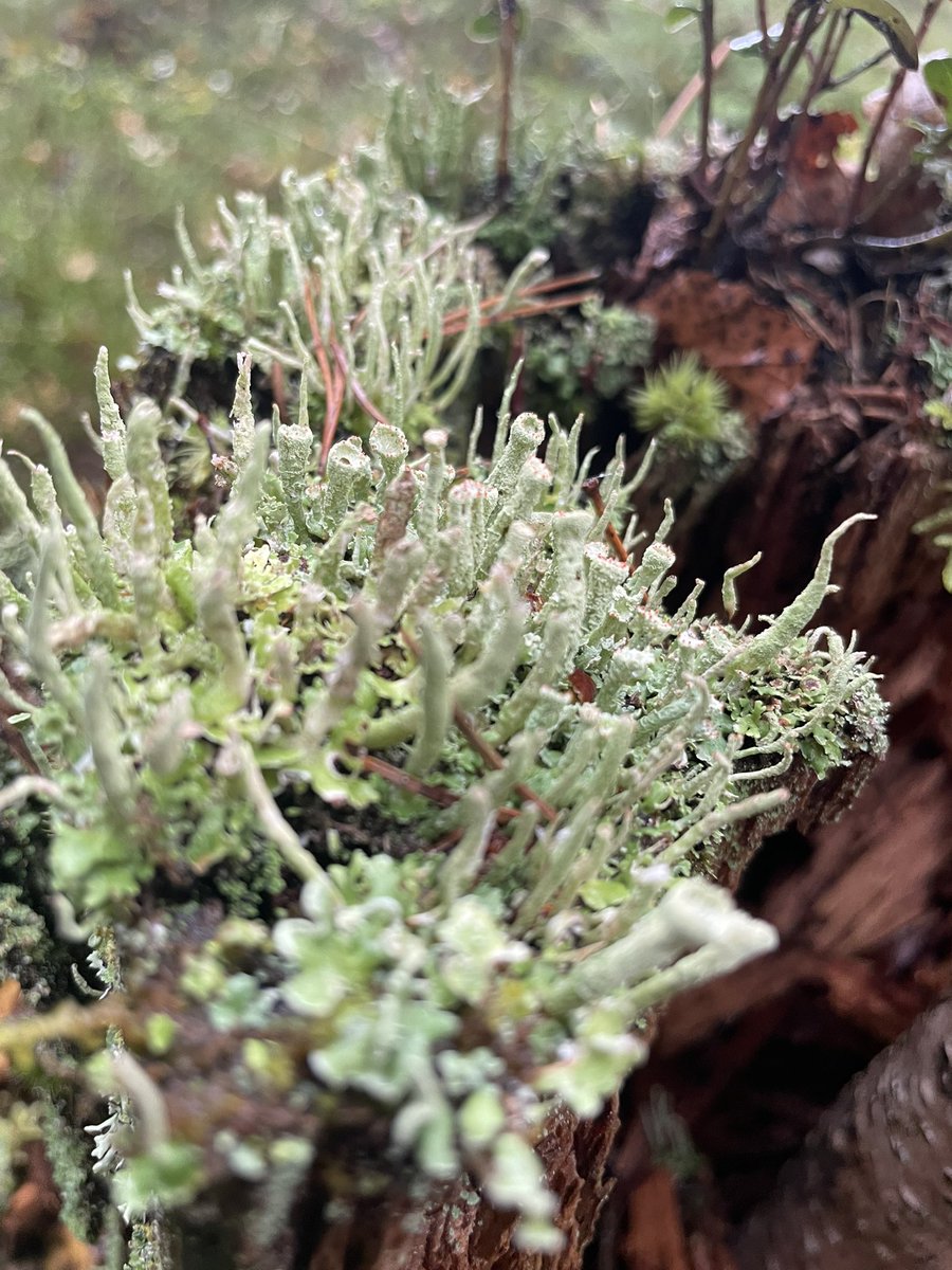 GarimaSingh_GS's tweet photo. Having a wonderful time at the #Nordic Lichen Society meeting in Turku, Finland 😇. Truly impressed by the #lichen &amp;  #mushroom diversity, landscapes  and the enthusiasm of all the participants &amp; organizers.#Cladonia carpet😀
#Peltigera #Amanita #fungi https://t.co/FZiumy8zCF