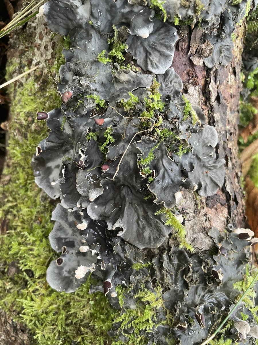 GarimaSingh_GS's tweet photo. Having a wonderful time at the #Nordic Lichen Society meeting in Turku, Finland 😇. Truly impressed by the #lichen &amp;  #mushroom diversity, landscapes  and the enthusiasm of all the participants &amp; organizers.#Cladonia carpet😀
#Peltigera #Amanita #fungi https://t.co/FZiumy8zCF
