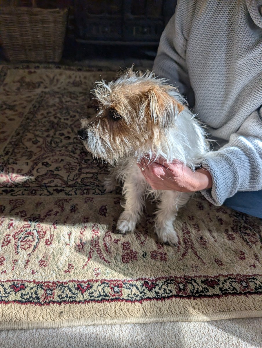 Just found a Jack Russell bitch running around on the Walsham Road in Finningham, #Suffolk. Do your thing X and help us find the little thing's owner please. #doglost