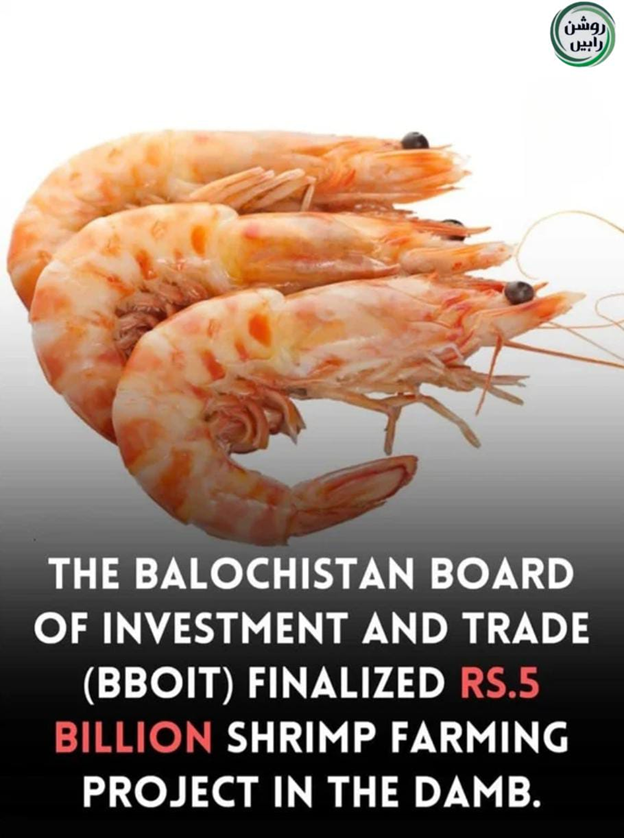 ZartajLeghari's tweet photo. بورڈ آف انویسٹمنٹ اینڈ ٹریڈ نے دمب میں 5 ارب روپے کا شرمپ فارمنگ پروجیکٹ فائنل کر لیا ✅
✨ روزگار کے نئے دروازے
✨ برآمدات کے مواقع
✨ جدید آبی زراعت کا دور
#Gwadar
#Damb
#Balochistan
#ShrimpFarming #InvestmentInPakistan https://t.co/EdGPi3xyiQ