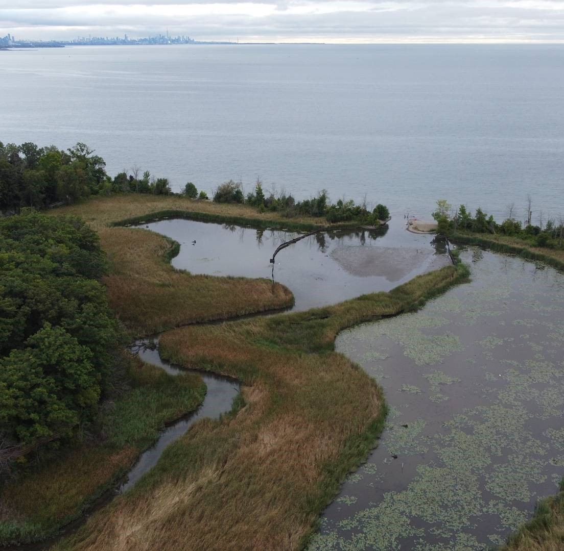 Celebrating 50 years of Rattray Marsh! 🎉 Since opening on October 5, 1975, Rattray Marsh Conservation Area has connected people with nature and shown the power of community in protecting greenspaces.

A huge thank you to the Rattray Marsh Protection Association and everyone who