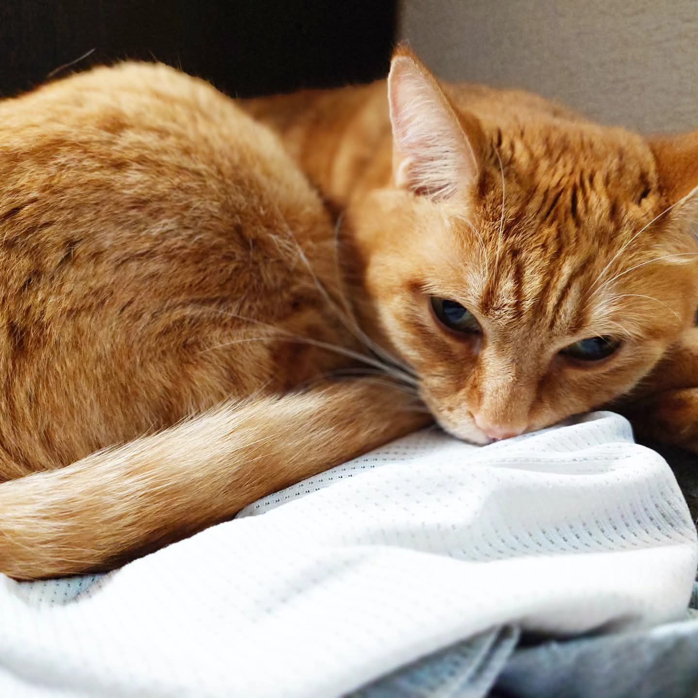 どこかの猫好き ワカとヤマ on X: 