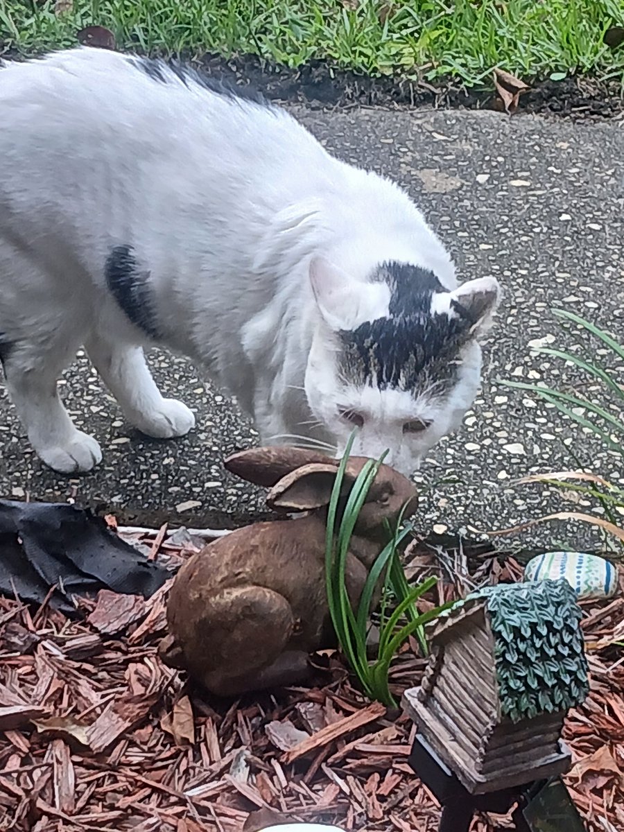 myrtleSC1's tweet image. Tubby is wondering why this bunny won&apos;t run from him 😅